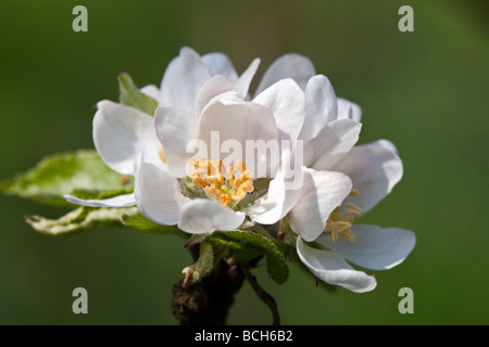 Malus - apple blossom, variety 'Discovery' Stock Photo