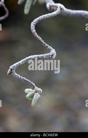 Corylus avellana 'Contorta' in frosty weather Stock Photo