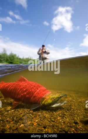 Close up of sockeye salmon in river with fly fisherman in background Alagnak River, Katmai National Park, Alaska, Composite Stock Photo