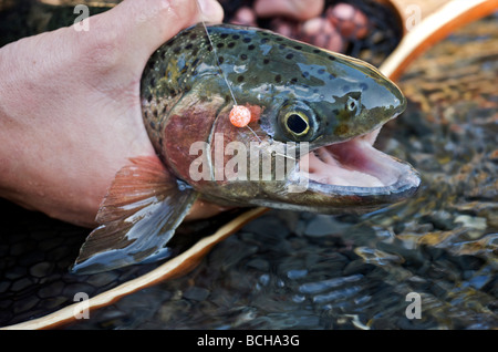 Woman holding a Rainbow Trout caught on an egg while fly fishing on Ptarmigan Creek in the Kenai Peninsula of Alaska Stock Photo
