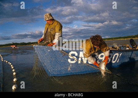 Pulling salmon from net Bristol Bay Southwest Alaska summer scenic Stock Photo