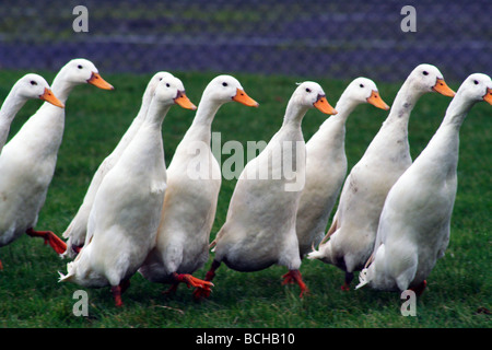 Indian runner ducks Stock Photo