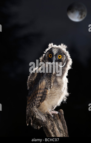 Juvenile long-eared owl Asio otus Stock Photo