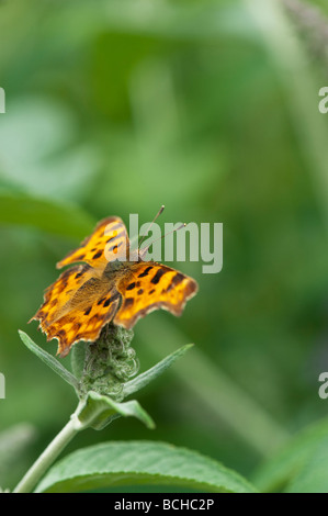 Polygonia c-album. Comma butterfly on a buddleja flower shoot in an english garden Stock Photo