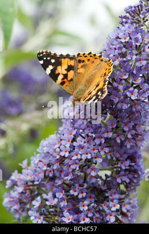 Vanessa cardui. Painted Lady butterfly feeding on buddleja in an english garden