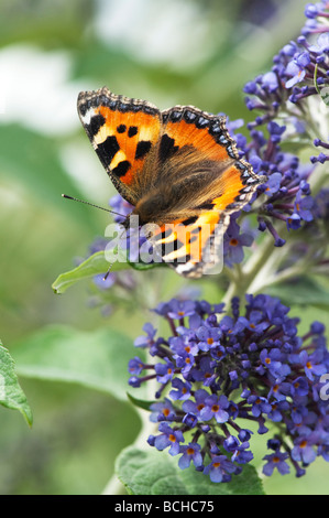 Small tortoiseshell butterfly feeding on buddleja in an english garden Stock Photo