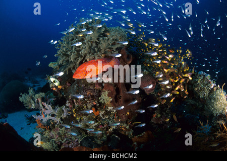 Coral Grouper on Coral Reef Cephalopholis miniata Komodo National Park Lesser Sunda Islands Indo Pacific Indonesia Stock Photo