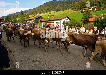 Germany Bavaria Allgau cattles are being drive down from the Alps for the winter Stock Photo