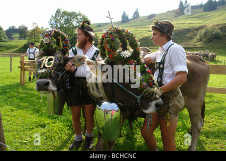 Germany Bavaria Allgau cattles are being drive down from the Alps for the winter Stock Photo