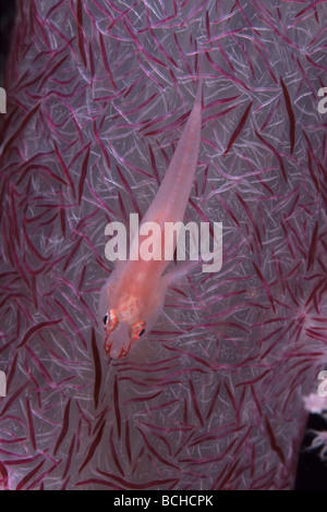 Goby on pink Soft Coral Pleurosicya boldinghi Dendronephthya sp Komodo National Park Lesser Sunda Islands Indonesia Stock Photo