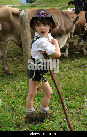 Germany Bavaria Allgau cattles are being drive down from the Alps for the winter Stock Photo