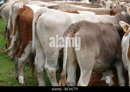 Germany Bavaria Allgau cattles are being drive down from the Alps for the winter Stock Photo