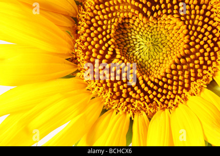 stamens in the form of heart on a sunflower Stock Photo