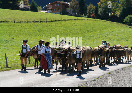 Germany Bavaria Allgau cattles are being drive down from the Alps for the winter Stock Photo