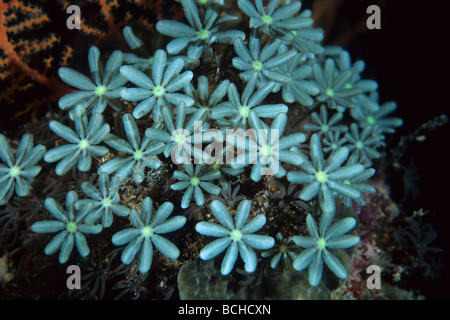 Polyps of Organ Pipe Coral Tubipora musica Komodo National Park Lesser Sunda Islands Indo Pacific Indonesia Stock Photo