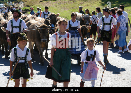 Germany Bavaria Allgau cattles are being drive down from the Alps for the winter Stock Photo