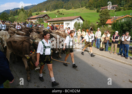 Germany Bavaria Allgau cattles are being drive down from the Alps for the winter Stock Photo