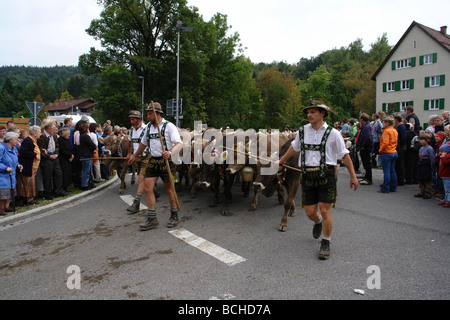 Germany Bavaria Allgau cattles are being drive down from the Alps for the winter Stock Photo