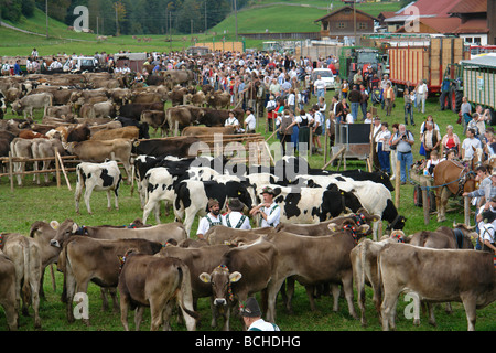 Germany Bavaria Allgau cattles are being drive down from the Alps for the winter Stock Photo