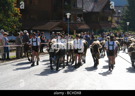 Germany Bavaria Allgau cattles are being drive down from the Alps for the winter Stock Photo