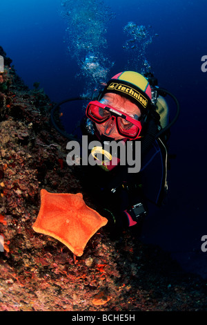 Scuba Diver and Penta Starfish Peltaster placenta Vela Luka Korcula Island Dalmatia Adriatic Sea Croatia Stock Photo