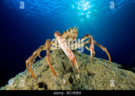 Spider Crab Maja squinado Vis Island Dalmatia Adriatic Sea Croatia Stock Photo