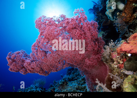 Coral Reef with Red Soft Coral Dendronephthya sp Wakatobi Celebes Indo Pacific Indonesia Stock Photo