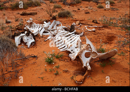 Camel skeleton in desert Stock Photo