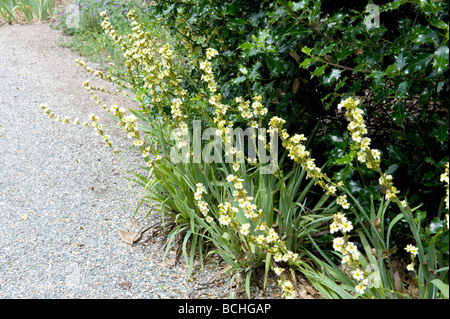 Sisyrinchium striatum phaiophleps nigricans clump forming perennial with pale yellow flowers Stock Photo
