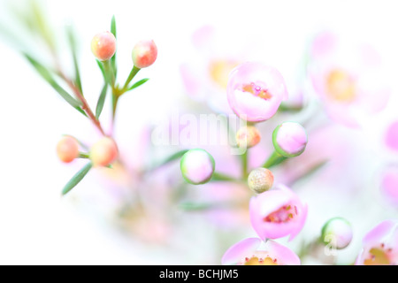 charming pink wax flower on white fine art photography Jane Ann Butler Photography JABP404 Stock Photo