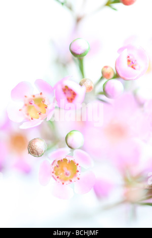charming pink wax flower on white fine art photography Jane Ann Butler Photography JABP403 Stock Photo