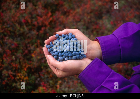 Fresh Picked Blueberries in Pickers Hands IN AK Autumn/nDenali NP Stock Photo