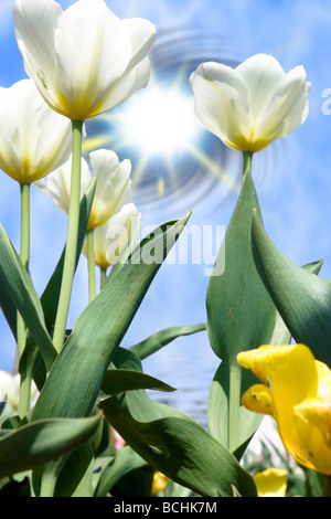 Beautiful tulips over blue sky. Stock Photo