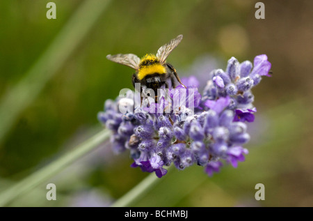 A Bumble Bee collects pollen from a Lavender flower in a garden in Sussex UK Stock Photo