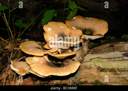 Large fungi growing out of an old tree trunk Stock Photo