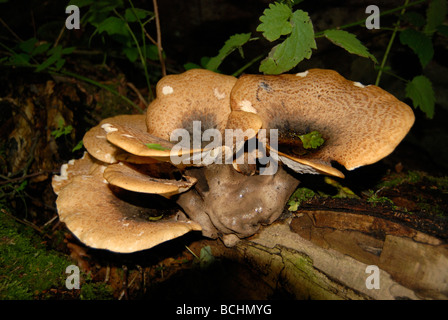 Large fungi growing out of an old tree trunk Stock Photo