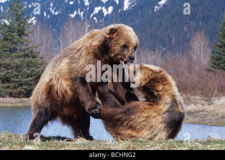 CAPTIVE: Two Brown Bears play fighting at the Alaska Wildlife Conservation Center during Spring in Southcentral Alaska CAPTIVE Stock Photo