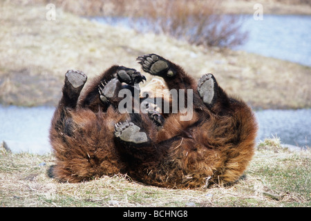 CAPTIVE: Two Brown Bears playing at the Alaska Wildlife Conservation Center during Spring in Southcentral Alaska CAPTIVE Stock Photo