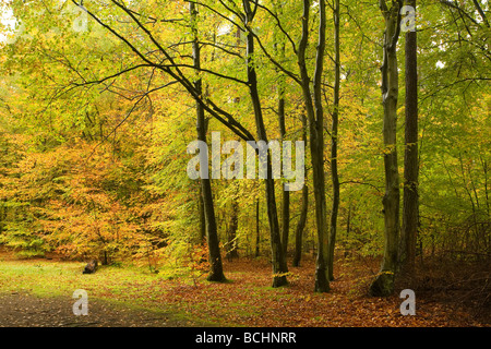 Beech trees at Rishbeth Wood in Thetford Forest in autumn colours. Stock Photo