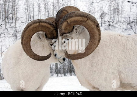 Close up of male Dall Sheep exhibiting dominant behavior, Yukon Territory, Canada during Winter Stock Photo