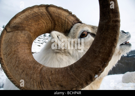 Close up of male Dall Sheep Yukon Territory, Canada during Winter Stock Photo
