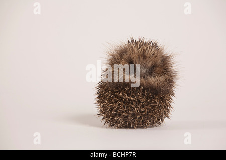 Hedgehog, Erinaceus europaeus, rolled in ball Stock Photo