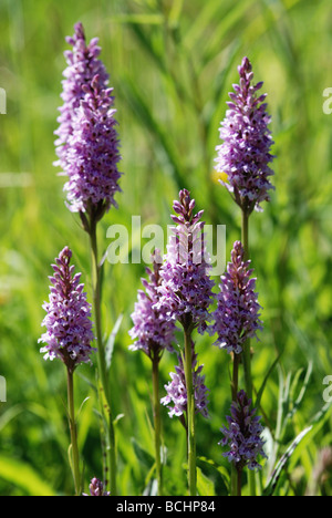 Common spotted orchid Stock Photo