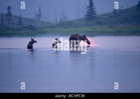Moose Cow & Calves feed in Pond Denali Natl Park Alaska Interior Summer Family Stock Photo