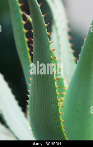 Aloe glauca 'blue aloe' plant abstract