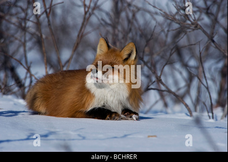 Red Fox laying amongst willow on snowcovered tundra near Nome, Alaska during Winter Stock Photo