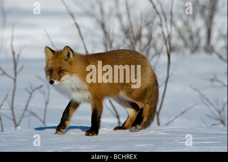Red Fox walking on snowcovered tundra just outside of Nome, Alaska, Winter Stock Photo