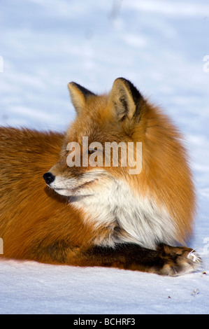 Red Fox laying on snowcovered tundra near Nome, Alaska during Winter Stock Photo