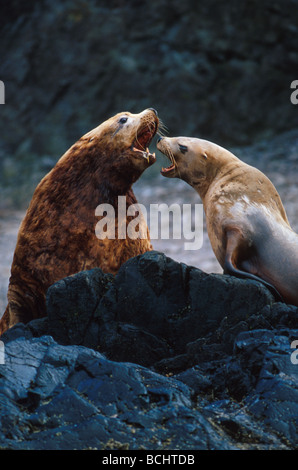 Steller Sea Lions @ Unalaska Island Southwest Alaska Summer Stock Photo