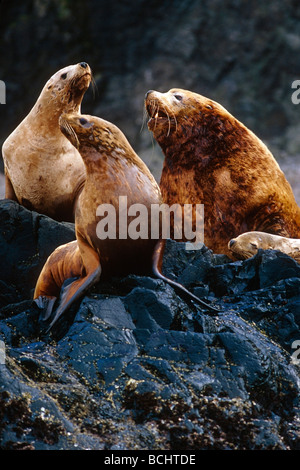 Steller Sea Lions @ Unalaska Island Southwest Alaska Summer Stock Photo
